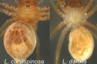 Слепые пещерные пауки чувствуют свет без глаз