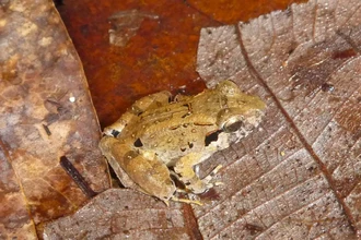 Клыкастая лягушка-малютка: открыта на острове Сулавеси