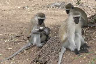 Верветки меняют поведение в новой стае: как давление коллектива влияет на обезьян