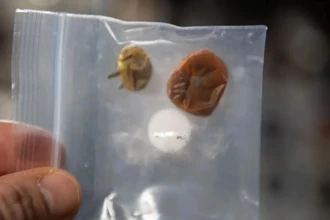 Пропавшие на МКС помидоры нашлись спустя 8 месяцев: какими они стали