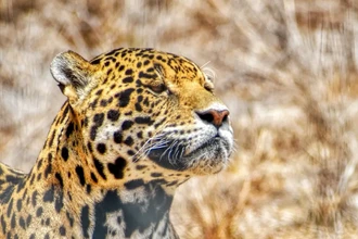 Впервые засняли, как ягуары издают мяукающие звуки