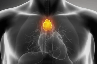 Зачем взрослым вилочковая железа: как её удаление повышает риск рака
