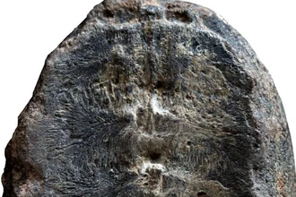 Палеонтологическая ошибка: окаменелость, которую считали растением, оказалась древней черепахой