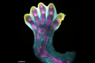 Как у человека появляются пальцы: ученые впервые показали процесс
