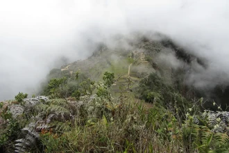 Новый вирус, похожий на малярию, обнаружен у пациента в Перу