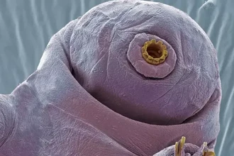 Тихоходки и их любовный навигатор: как они находят партнера