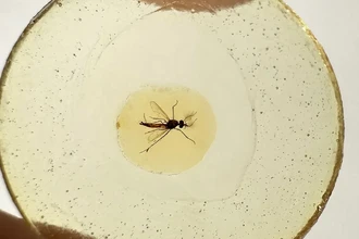 Загадка эволюции: почему самцы комаров перестали пить кровь