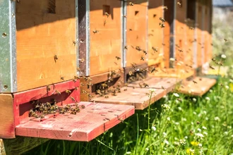 Как мы заставляют мёрзнуть пчел: вековая ошибка в конструкциях ульев