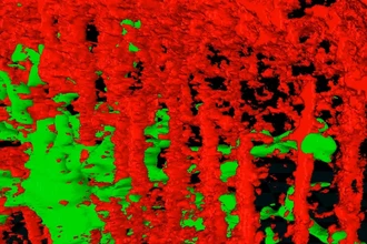 Перепрограммирование клеток сетчатки: как учёные учатся восстанавливать зрение