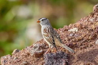 Как воробей удваивает нейроны в мозге и что это даст людям
