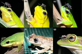Зачем комары в Австралии пьют кровь лягушек именно из носа