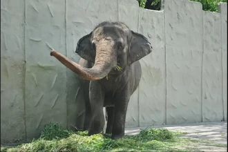 Скончалась слониха Мали: печальная судьба «самого грустного слона в мире»