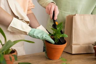 Зимняя подкормка для комнатных растений: 5 удобрений из кухонных отходов