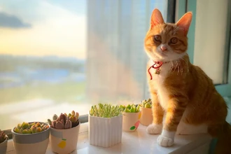 Как кошачий паразит ускоряет старение: новая угроза для пожилых людей