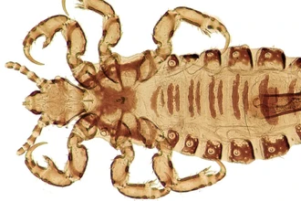 Генетический след вшей: как паразиты раскрыли историю заселения Америки