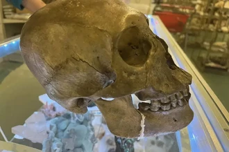 Антрополог нашла настоящий человеческий череп в хэллоуинском отделе магазина