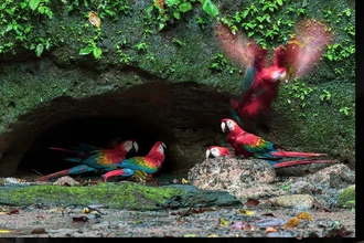 Как алгоритмы слушают лес: новая технология спасения видов