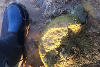 Находка на реке: школьница обнаружила кости мамонта возрастом 100 000 лет