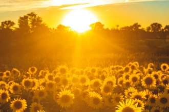 Как подсолнухи следят за солнцем: секрет ежедневного поворота цветов