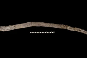 В Греции нашли древнейшие в мире деревянные орудия возрастом 430 000 лет