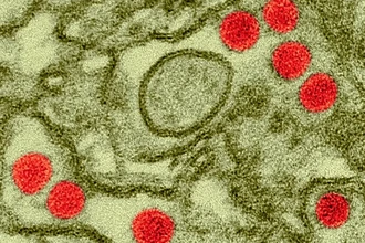 Ученые намеренно заразили людей вирусом Зика: зачем это было нужно