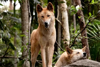 Почему австралийские аборигены хоронили динго с почестями, как людей