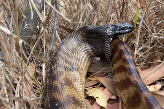 Черноголовый питон-каннибал: редкая съемка в дикой природе