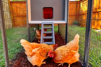 «Умный» курятник с Альбертом Эггштейном понимает, о чём кудахчут ваши куры