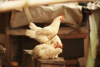 Генно-модифицированные куры в Великобритании получили устойчивость к птичьему гриппу