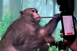 Neuralink и обезьяны: жуткие подробности испытаний мозговых имплантов
