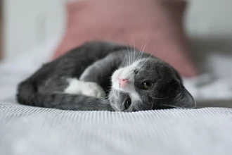 Как кошки мурлыкают? Учёные раскрыли секрет «автопилота» в гортани