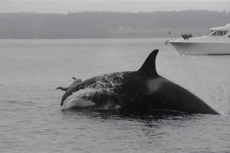 Загадка океана: почему косатки играют со свиньями, но не едят их?
