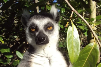 Бактериофаги из зоопарка: как навоз животных поможет победить супербактерии