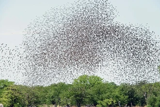 В Танзании уничтожили 5 миллионов птиц для спасения урожая