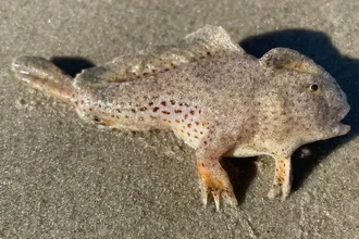 На пляже в Австралии нашли рыбу с лапами, считавшуюся вымершей 20 лет