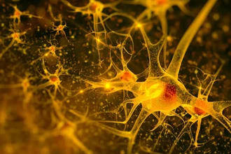 Ключ к болезням Альцгеймера и Паркинсона: роль кольцевых РНК в мозге