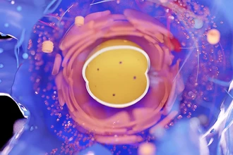 36 триллионов клеток в человеке: как размер и количество приходят к балансу