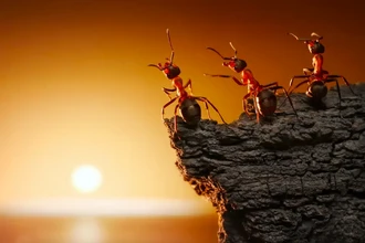 Паразит управляет муравьями как зомби по утрам и вечерам