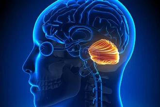 Мозжечок и речь: как «малый мозг» управляет нашей способностью говорить