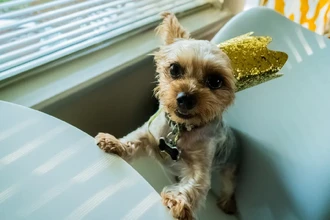 Как собаки находят спрятанную еду: важнее зрение или нюх? Удивительные результаты исследования.