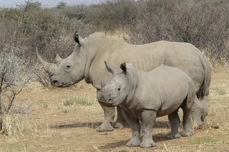 В дикую природу Африки выпустят две тысячи белых носорогов